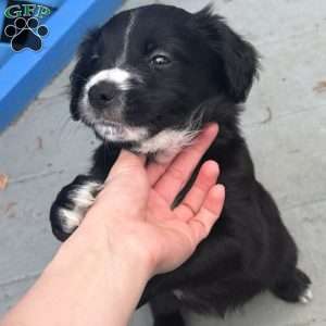 Shadow, Border Collie Mix Puppy